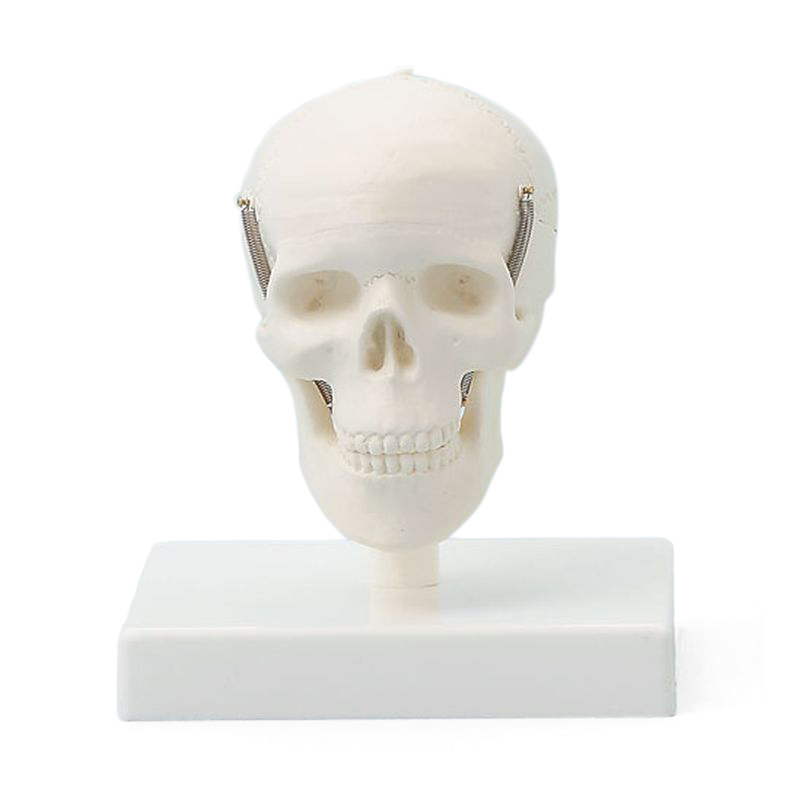 3-Part Miniature Model Skull | Health and Care